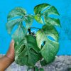 Tetra White Monstera_Mother Plant