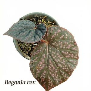 Begonia Rex