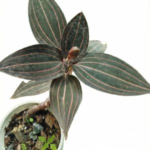 Jewel Orchid