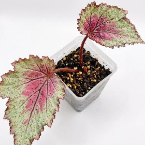 Begonia Rex-cultorum
