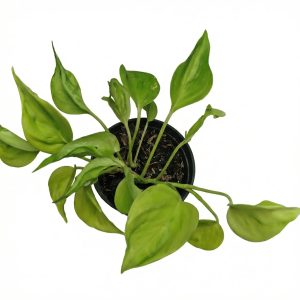 Golden Pothos