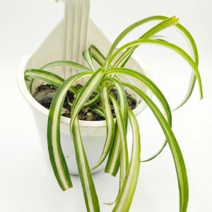 Spider Plant