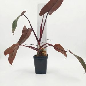 Philodendron 'Dark Lord