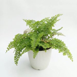 Maidenhair Fern