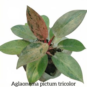 Aglaonema pictum tricolor
