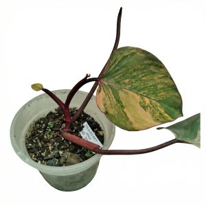 Philodendron 'Strawberry Shake