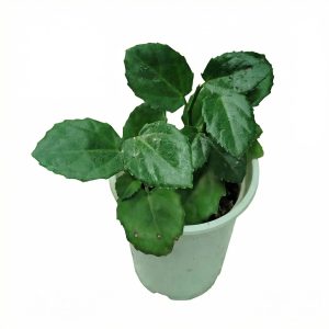 Arabian Wax Cissus