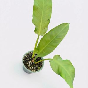 Philodendron 'Moonlight