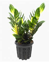 ZZ Plant