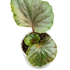 Varigated Begonia
