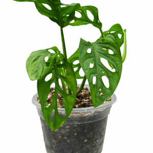 Monstera adansonii